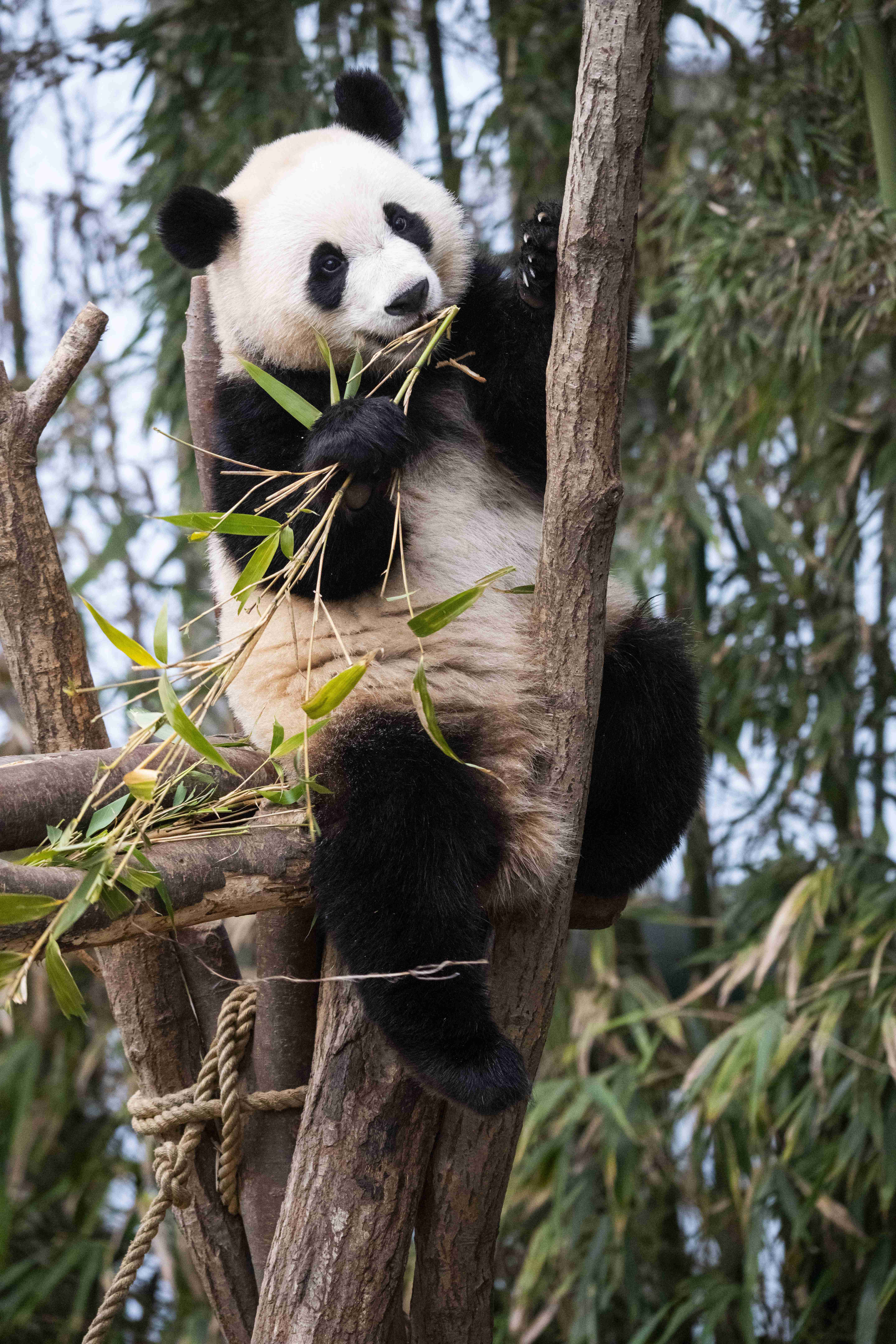 에버랜드 판다월드 가는 법