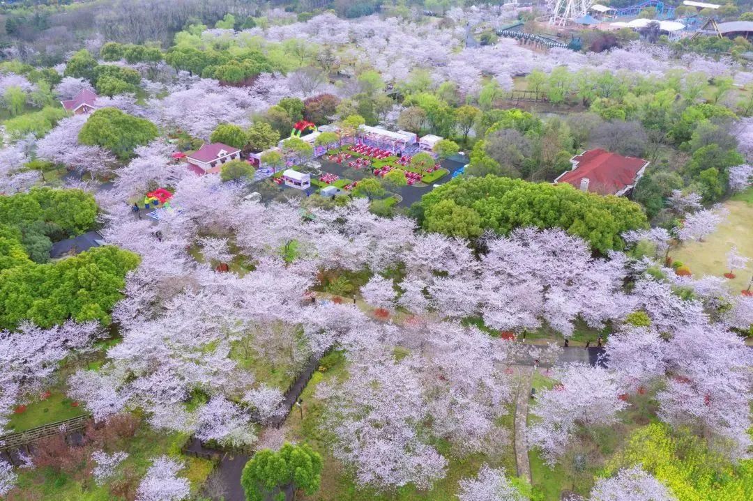 trip. 顧村公園com