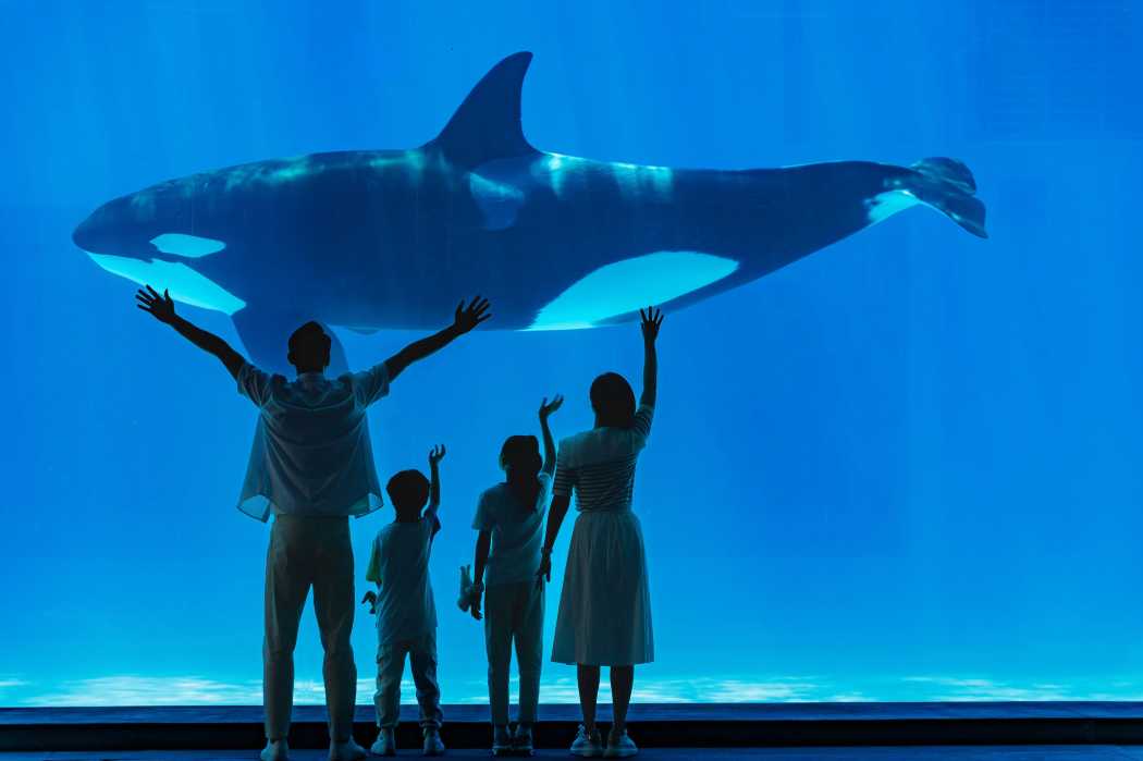 ไฮไลท์ Spaceship