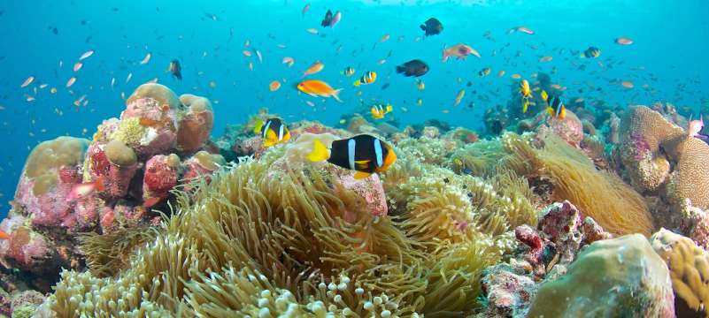 Redang Island