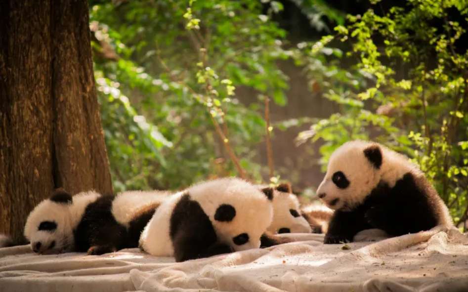 Chengdu Research Base of Giant Panda Breeding