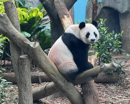 Singapore Zoo