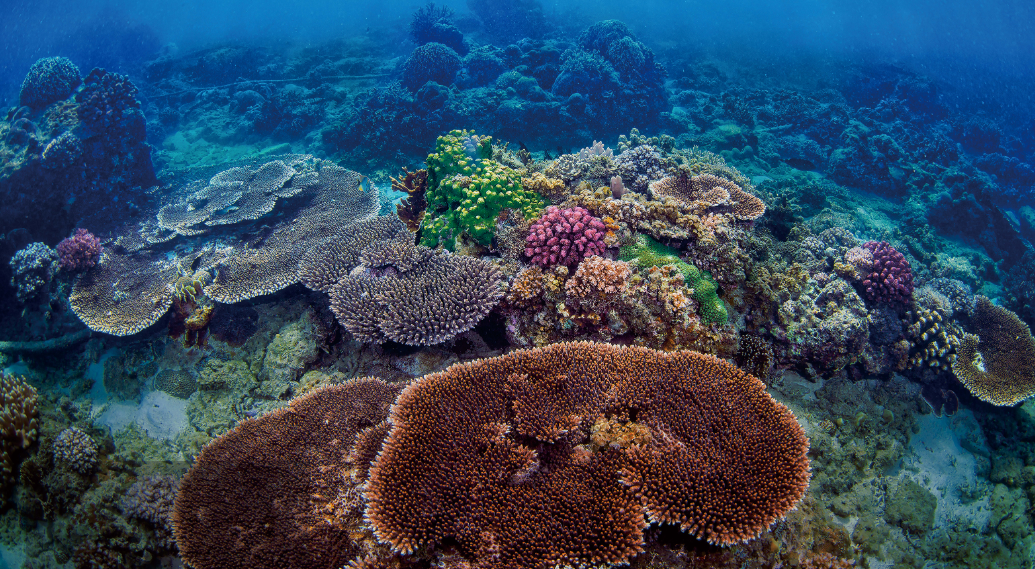 Sanya Travel Guide: Attractions, Transport, Tips