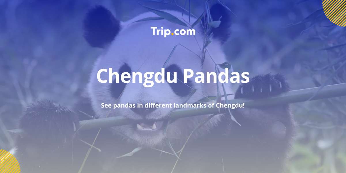 Chengdu Pandas