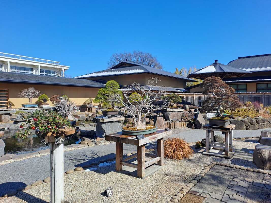 Bonsai