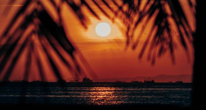 Find More to Match Your Travel Style | Seaside Palm Tree, Pasay