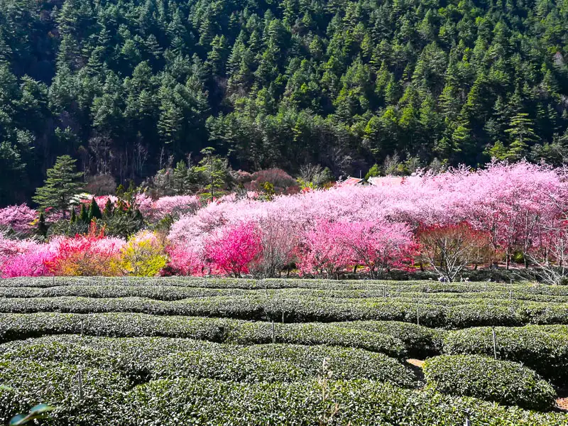 Taiwan Public Holidays: Tomb-Sweeping Day (Qingming Festival)