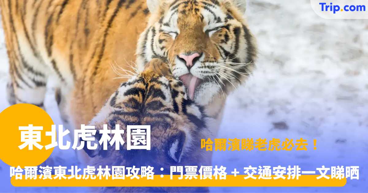 東北虎林園門票攻略 | 哈爾濱看老虎指南 | Trip.com