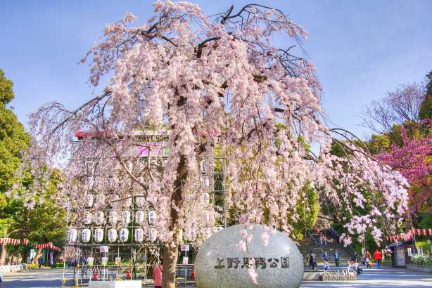 สวนอุเอโนะ (Ueno Park) โตเกียว - ที่เที่ยวญี่ปุ่น