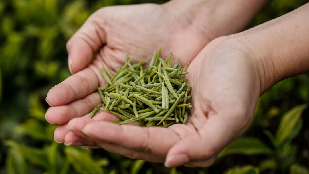 6. Experience the Serenity of Longjing Tea Plantations 🌿