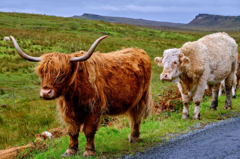 Trains to The Royal Highland Show 2026: Nearest station, popular routes & event info