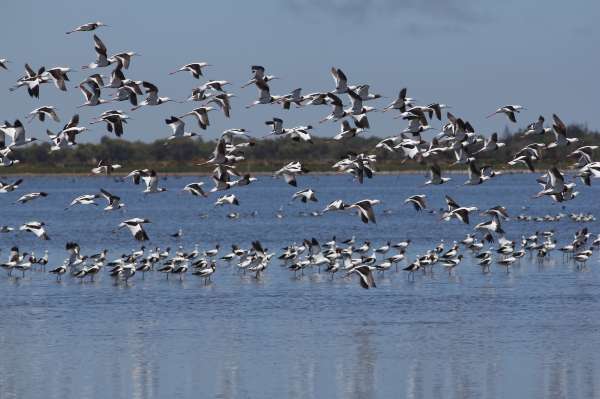 Vasse Estuary