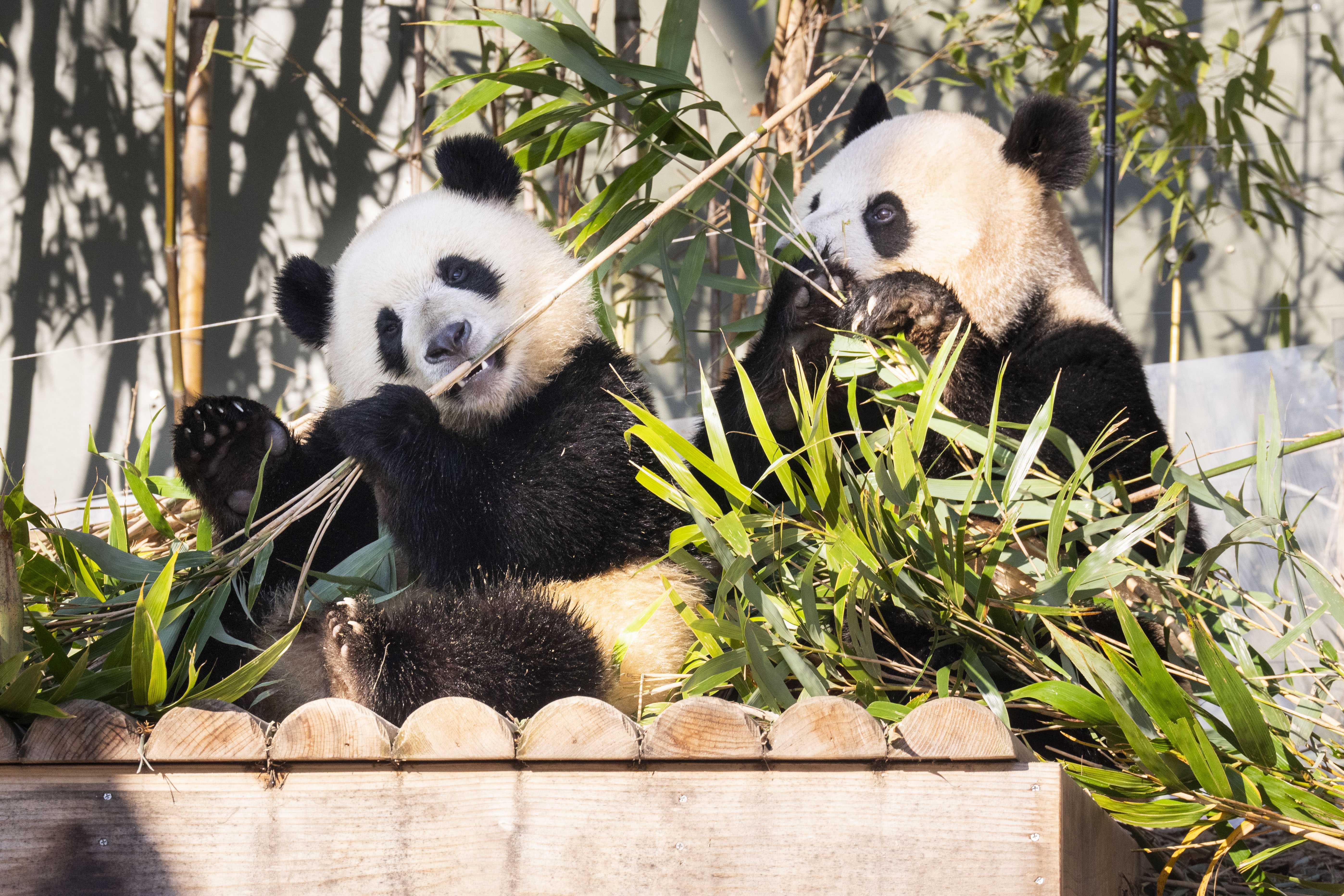 에버랜드 판다월드