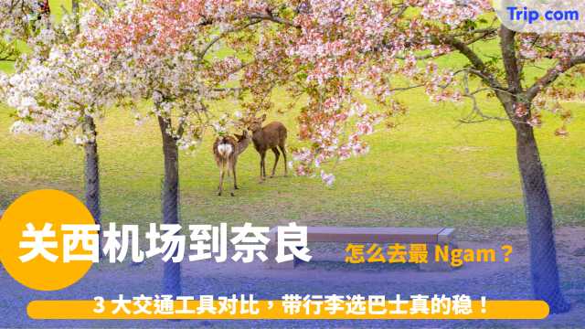 关西机场到奈良 | Jom 去奈良！关西机场到奈良交通懒人包！观光特急Aoniyoshi与省钱票券全攻略 | Trip.com
