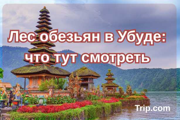 лес обезьян в убуде