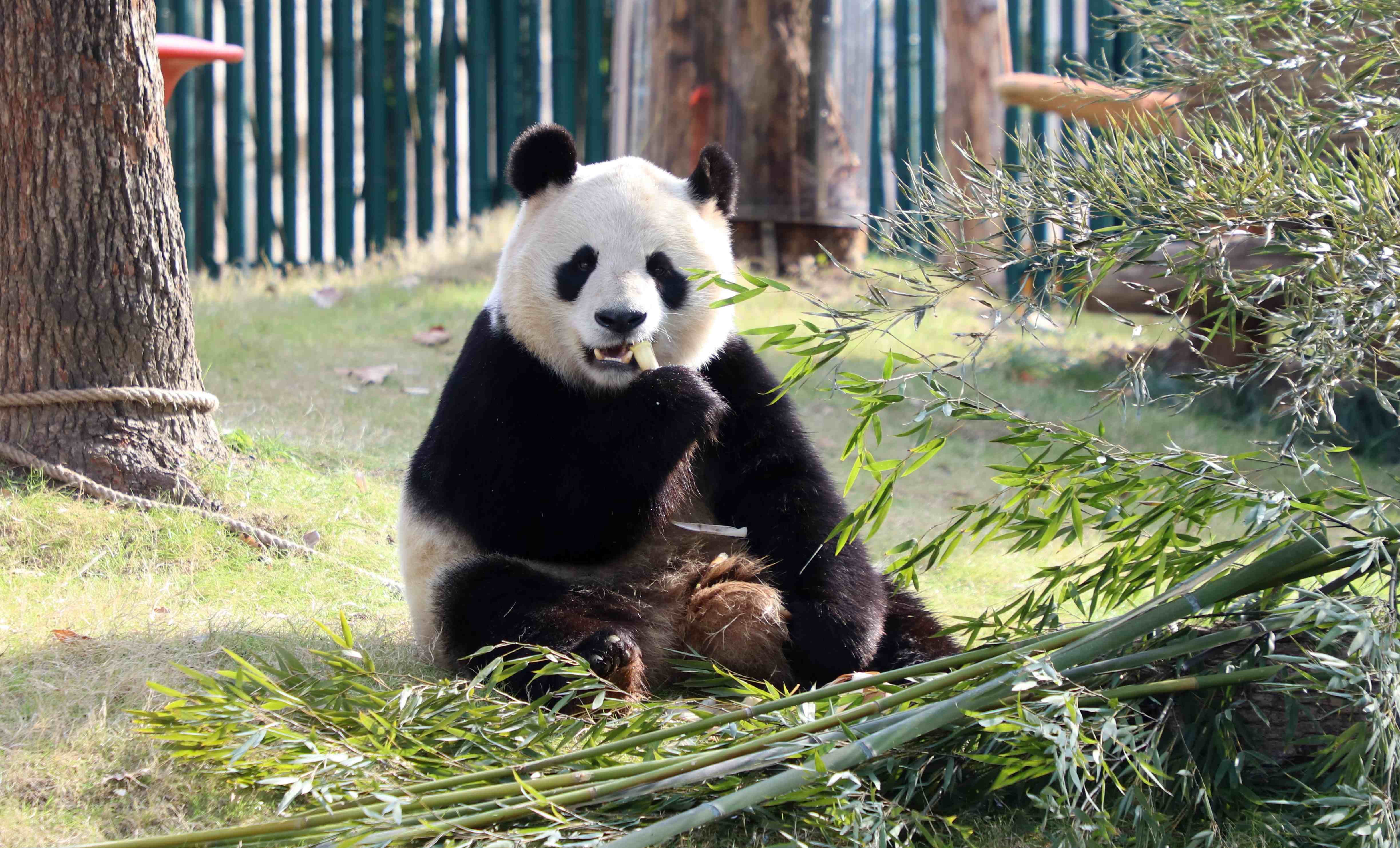 Shanghai Wild Animal Park