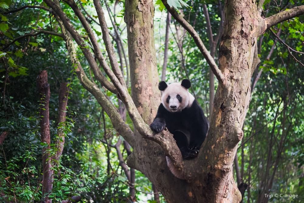 Q3. 世界中の動物園にいるのに、ぜんぶ中国のパンダって本当？