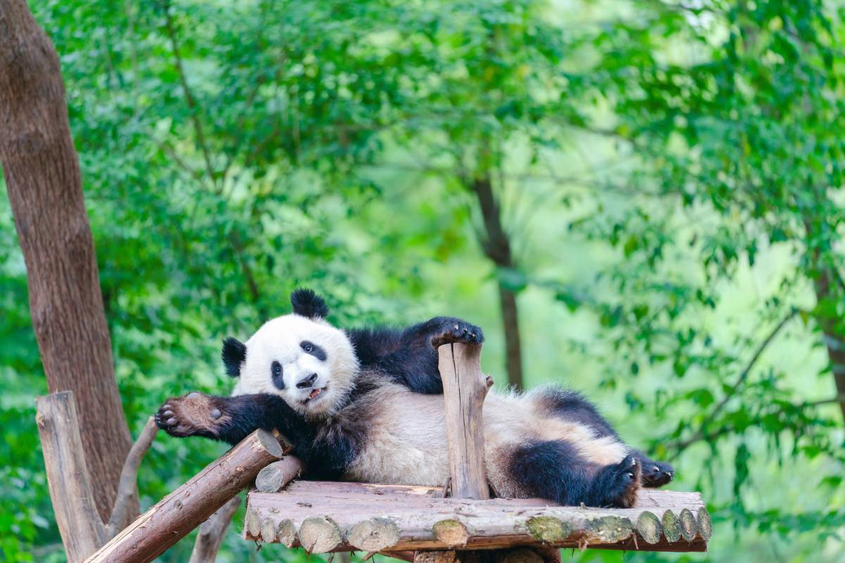 TEMPAT WISATA DI CHENGDU