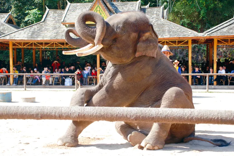 Wild Elephant Valley