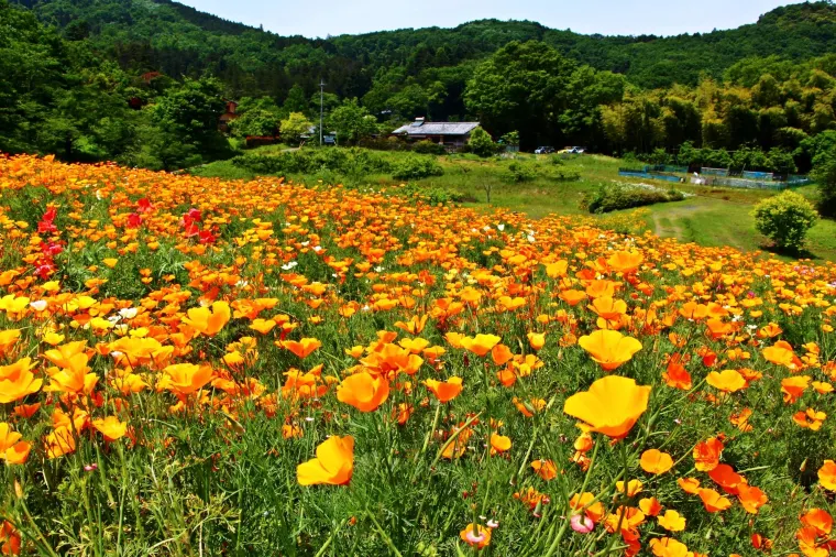 埼玉県：長瀞・ハナビシソウ園