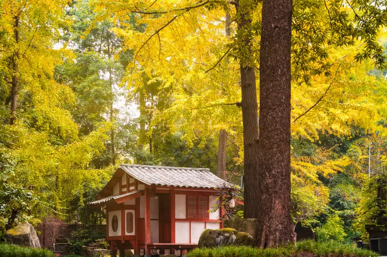 Chengdu Autumn