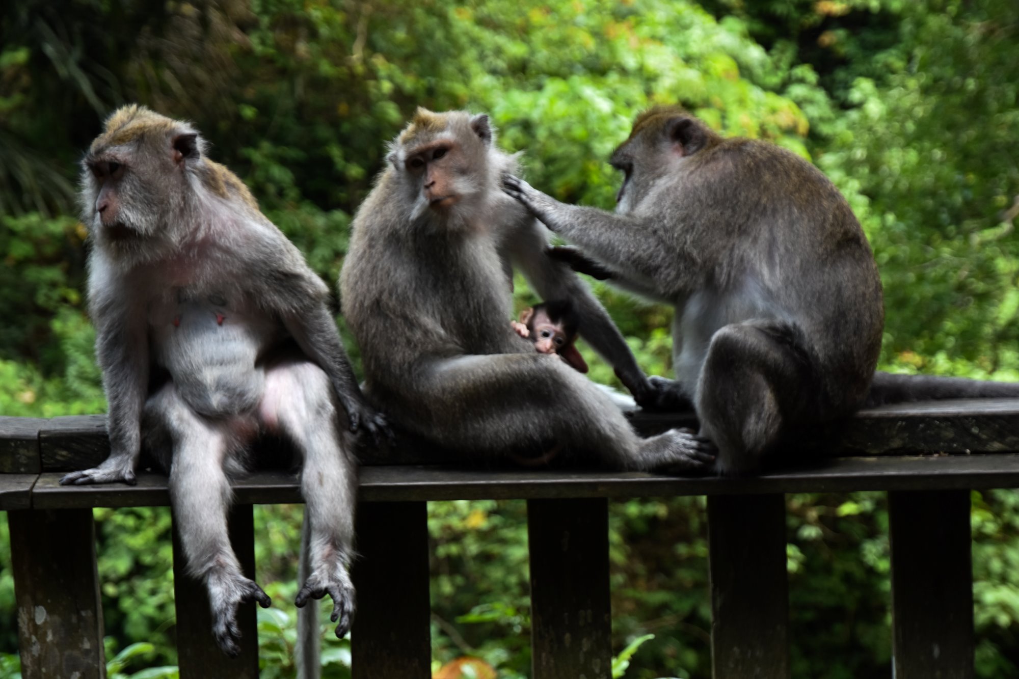 Sacred Monkey Forest Sanctuary