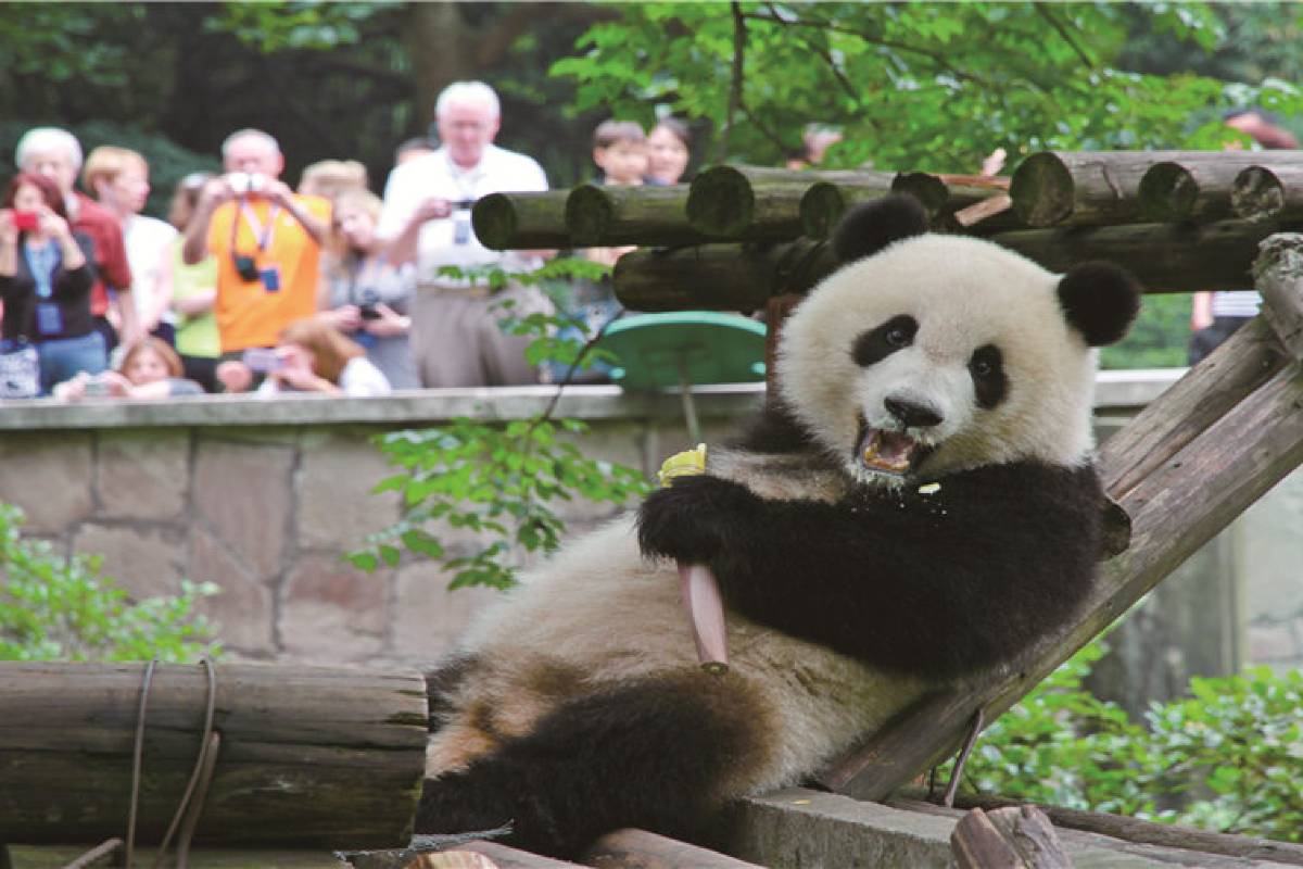 Chongqing Zoo Panda