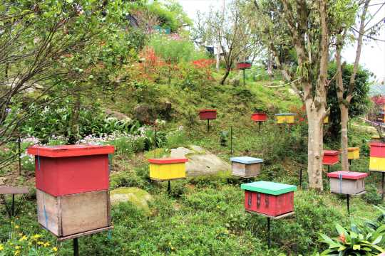 Ee Feng Gu Bee Farm