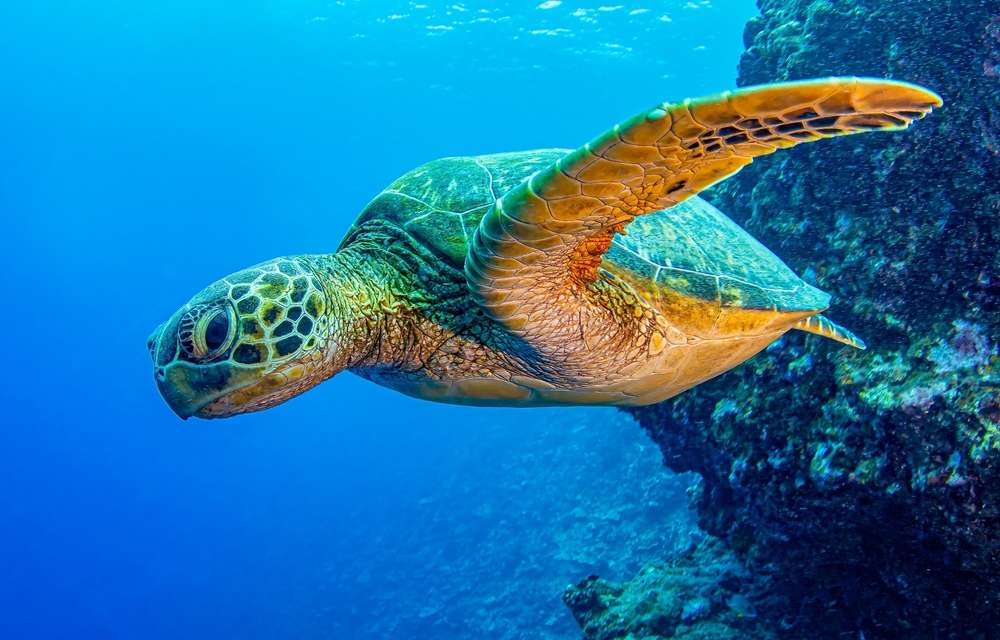 Sandakan vs Tawau untuk Wildlife