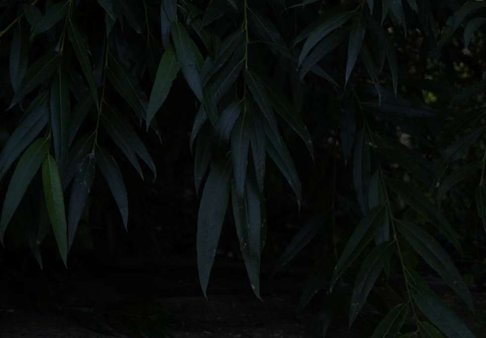 China Holiday -Qingming Festival