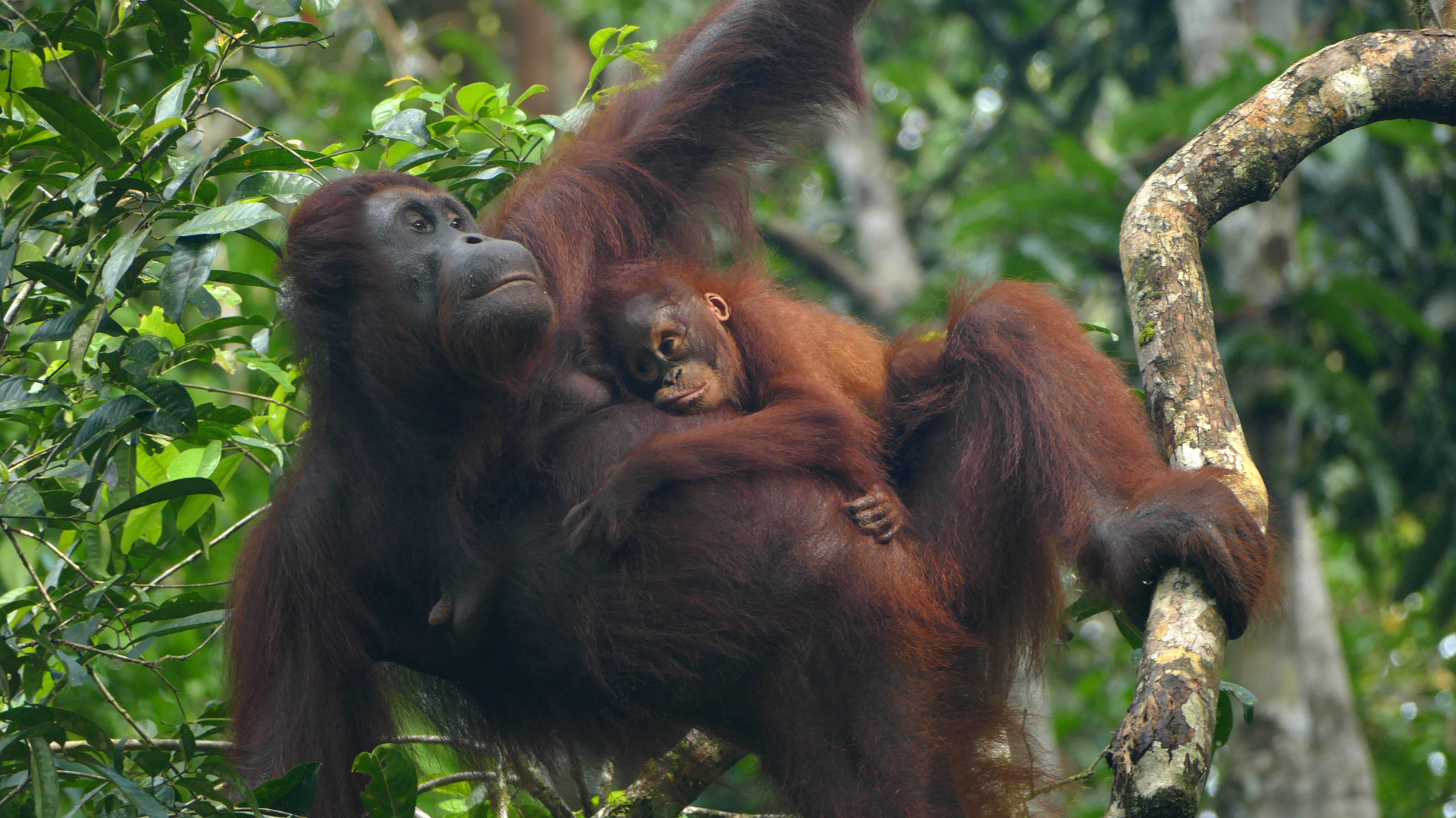 Semenggoh Wildlife Centre