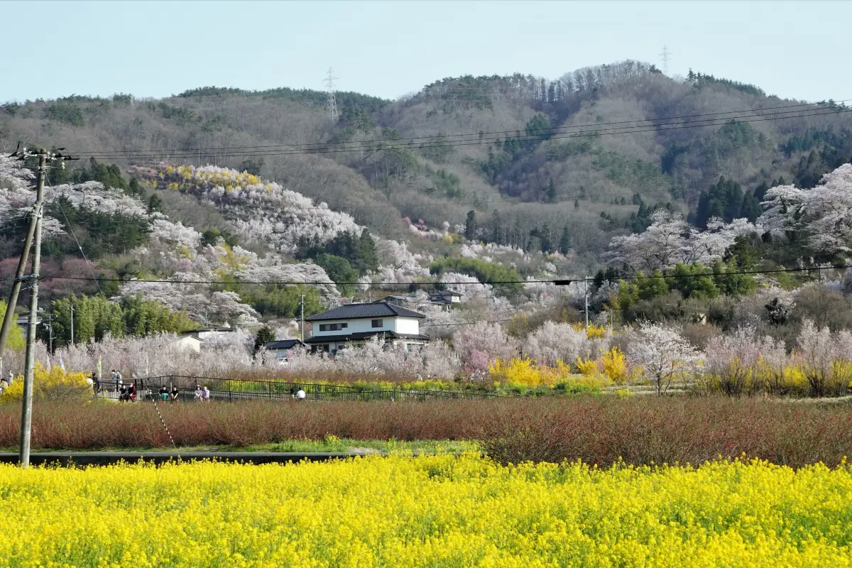 福島県：花見山公園