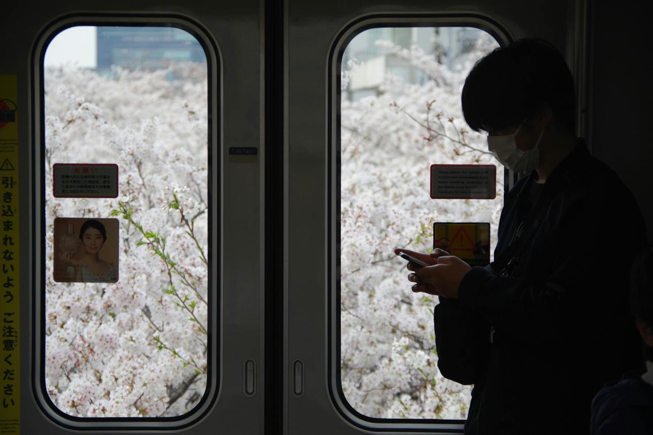 Siluet di kereta Tokyo, bunga sakura di luar. Via Pexels (by Yuri Yuhara)