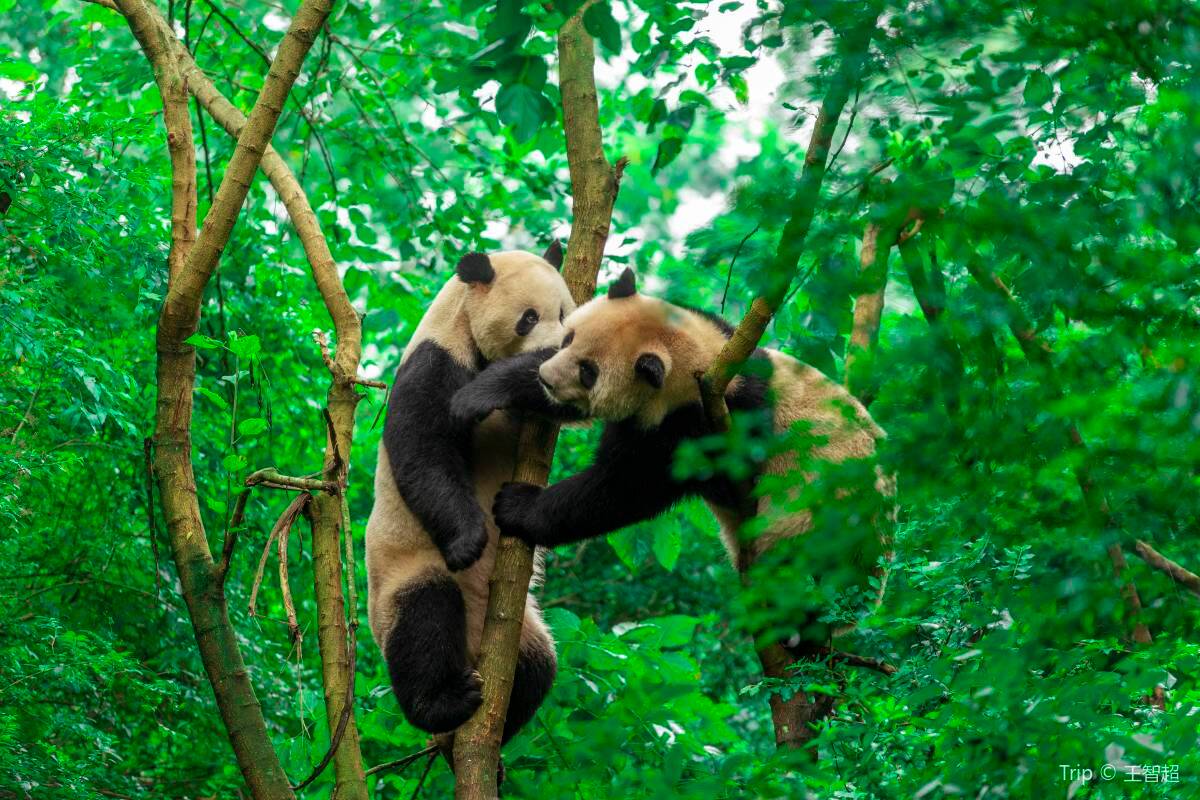 Chengdu Giant Panda