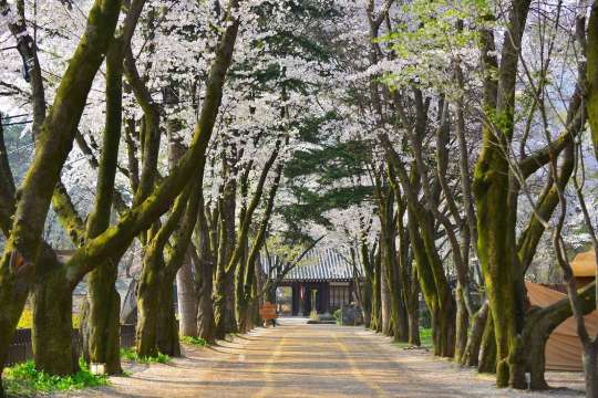 南怡島で絶対に外せないフォトスポットとアクティビティ