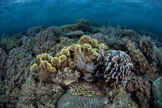Wakatobi, Sulawesi Tenggara
