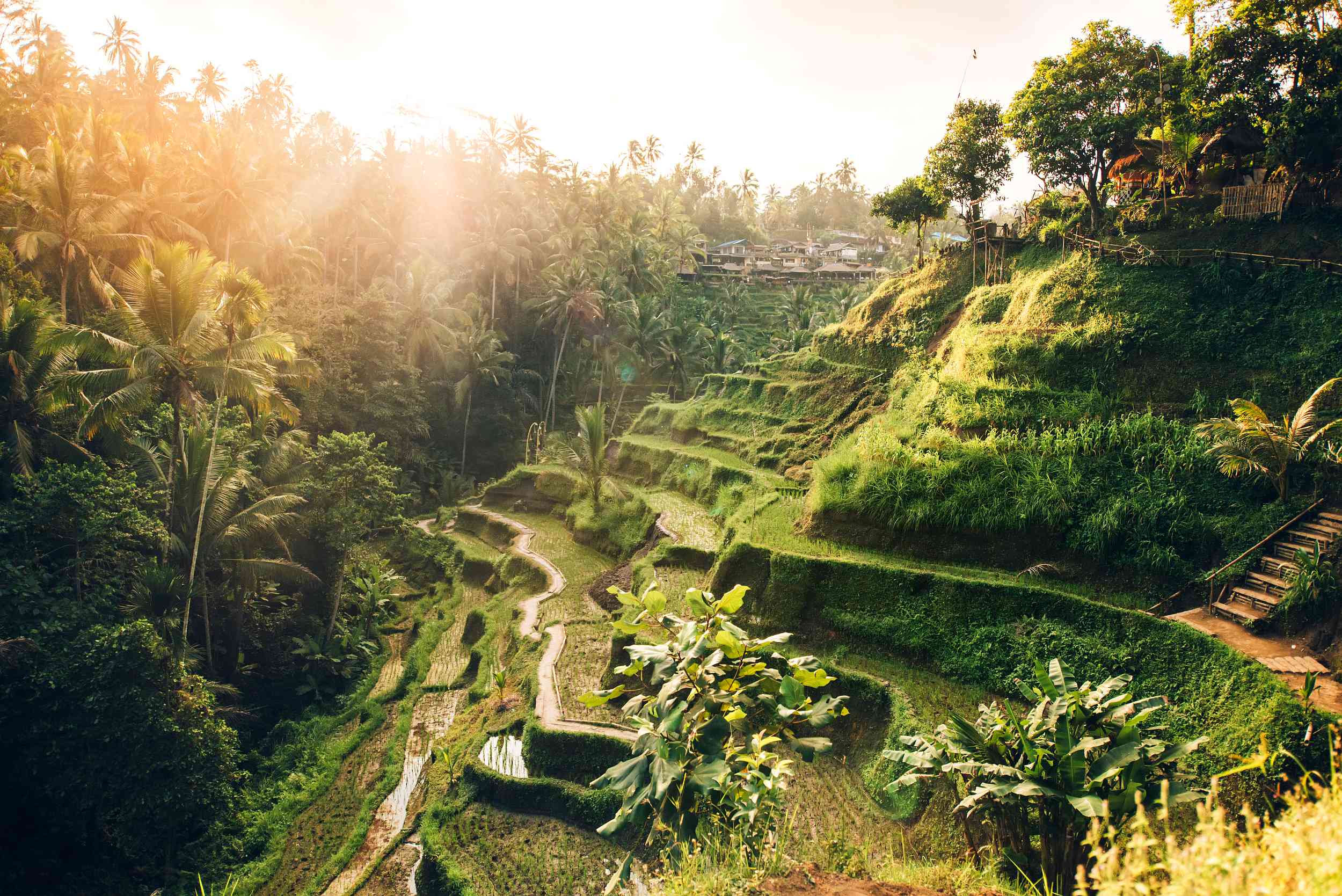 Tegallalang Rice Terrace