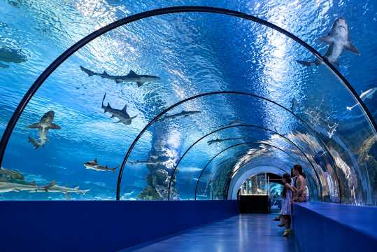Osaka Aquarium Kaiyukan