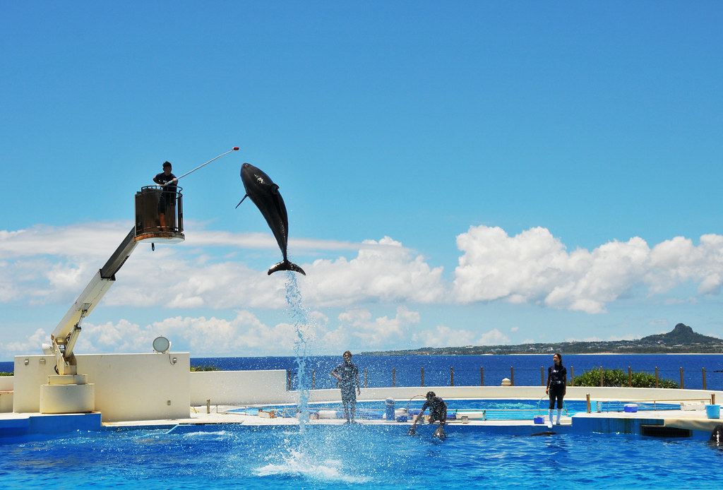 Okinawa Churaumi Aquarium Highlights: Dolphin Theater
