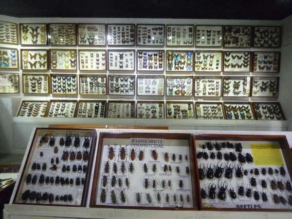 สวนสัตว์แมลงสยาม (Siam Insect Zoo) - ที่เที่ยวเชียงใหม่