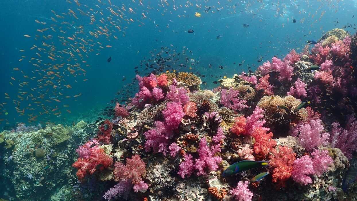 Snorkeling: Koh Lipe vs Koh Samet