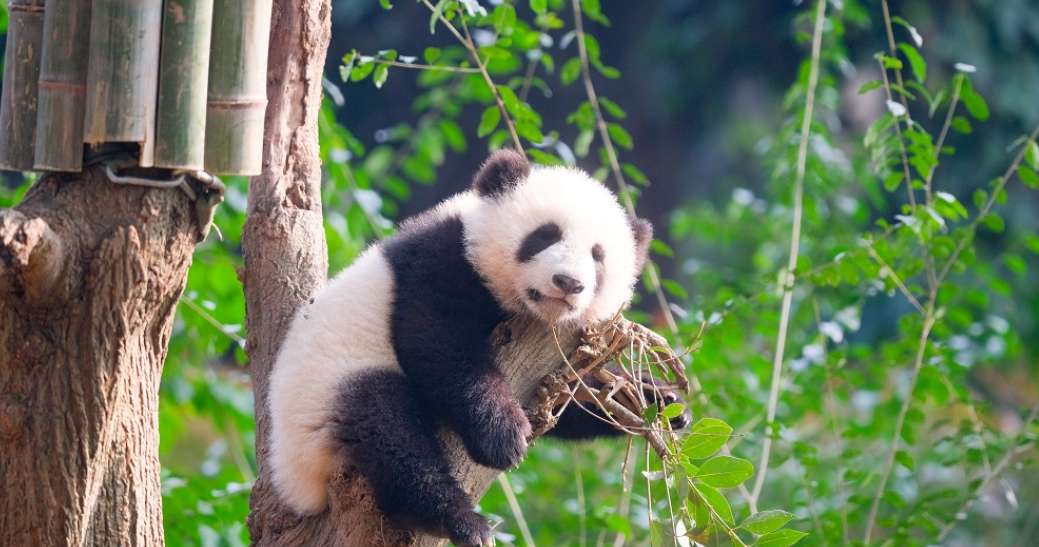 What to Do at Chengdu Panda Base