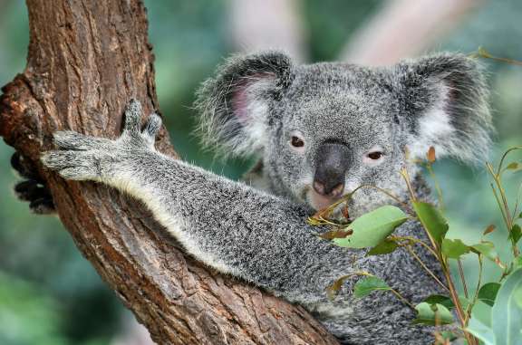コアラ・カンガルー・クオッカ！固有の愛らしい動物とのふれあい