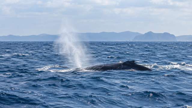 1.ホエールウォッチングで冬の海のクジラを探す
