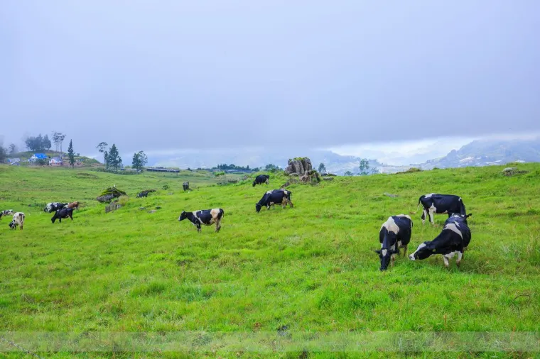 Ladang Tenusu Desa Cattle