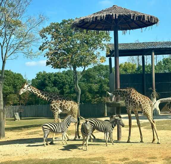 상하이 야생 동물원 사파리 버스 투어