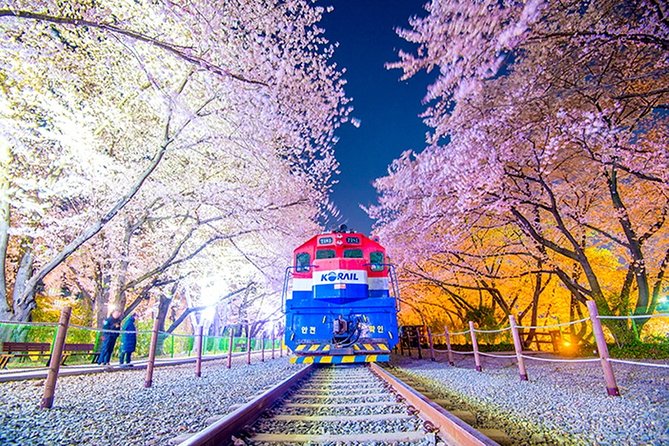 Festival des cerisiers de Jinhae