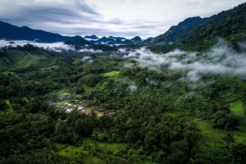 hutan albazia