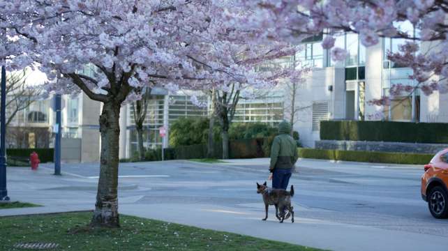 A dog and its owner walked under blossoms in Vancouver