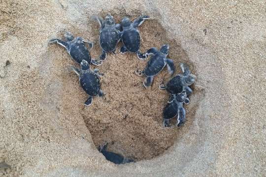 turtle watching
